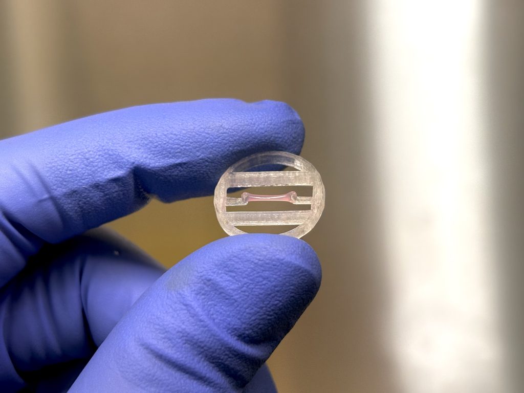 Myomaker Bio Muscle Biology