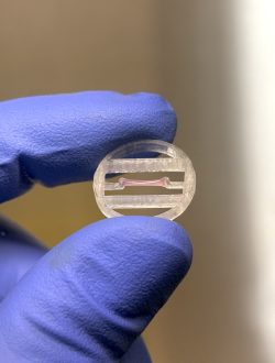 Myomaker Bio secures £325k to accelerate drug testing with lab-grown human muscle 